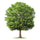 Plant my tree